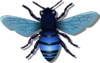 Bee Blue Image